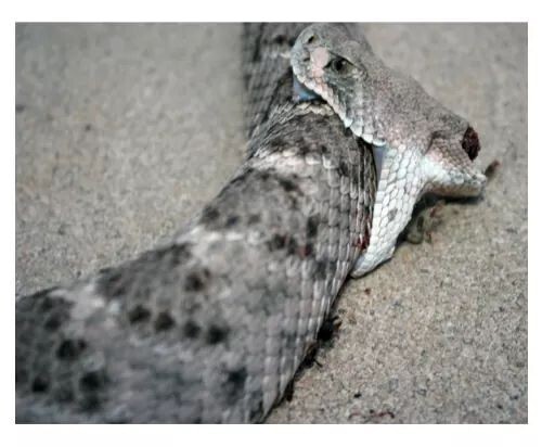 뱀을 죽여도 는 땅에 묻어야 하는 이유 (혐오주의) | 인스티즈