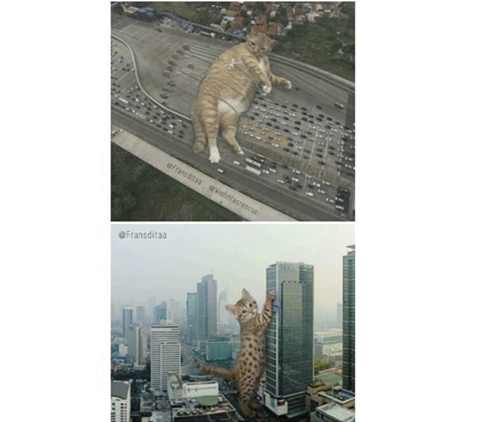 거대해진 냥냥이 | 인스티즈