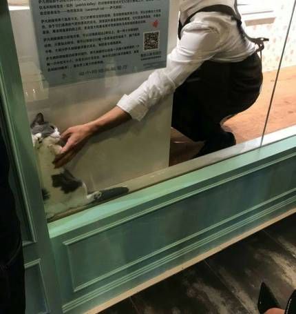 고양이호텔에서 주인에게 보낸 사진 | 인스티즈