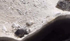 옆 집이랑 싸우는 물고기.gif | 인스티즈