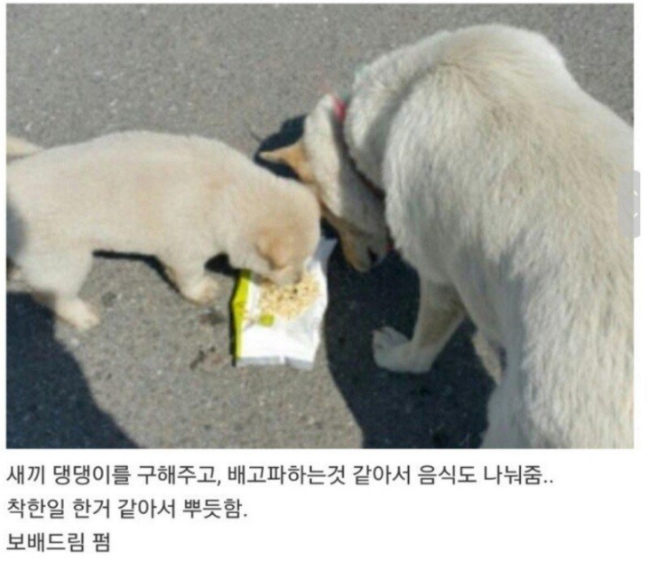 댕댕이가 자꾸 쫓아와.. | 인스티즈