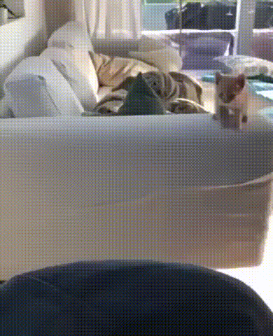 쇼파에서 짬뿌하는 아기 떼껄룩.gif | 인스티즈