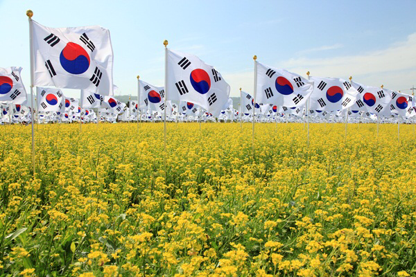 공짜로 유채꽃이랑 사진 찍을 수 있는 곳 .jpg | 인스티즈