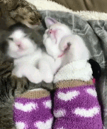 괭이가족의 잠자리 | 인스티즈