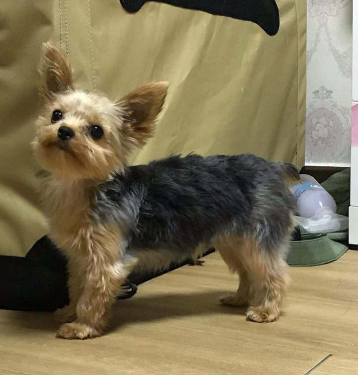 심장을 폭행하는 댕댕이 | 인스티즈