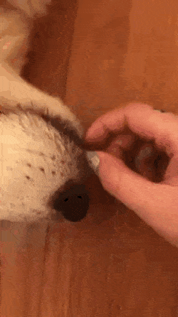 혓바닥으로 주인님 조련하는 댕댕이.gif | 인스티즈