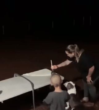 불꽃놀이 처음 보는 댕댕이.gif | 인스티즈