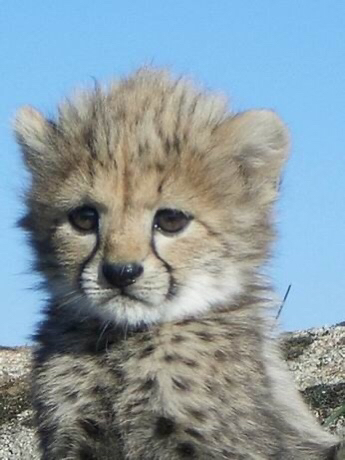 고양이과에서 나름 귀여운 맹수.jpg | 인스티즈