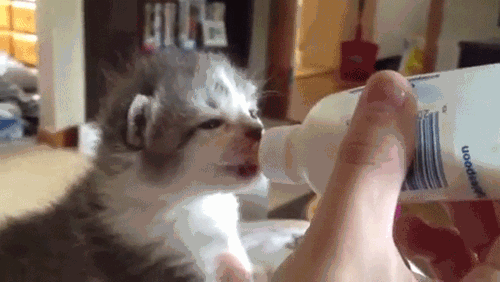 새끼고양이 우유먹을때 특징.gif | 인스티즈