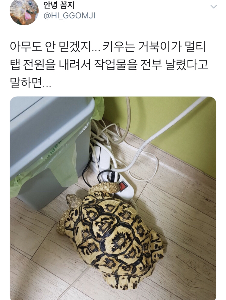 거북이가 그랬음.jpg | 인스티즈