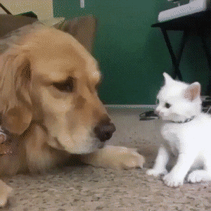 골든 리트리버 댕댕이 코에 냥냥 펀치 날리는 아기 고양이.gif | 인스티즈