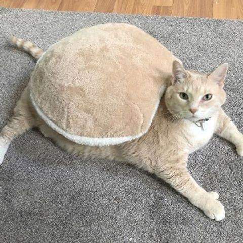 돼냥이 | 인스티즈