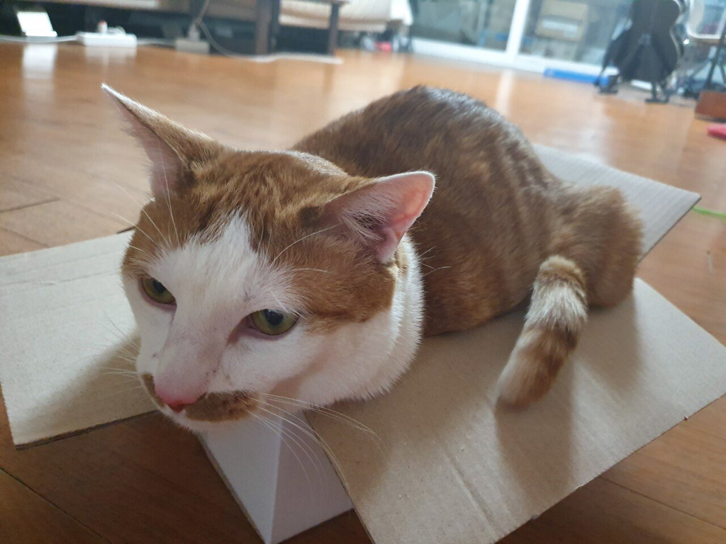 고양이를 상자에 넣는 법 | 인스티즈