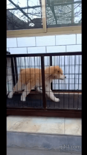 운동하기 싫어서 요령 터득한 댕댕이.gif | 인스티즈