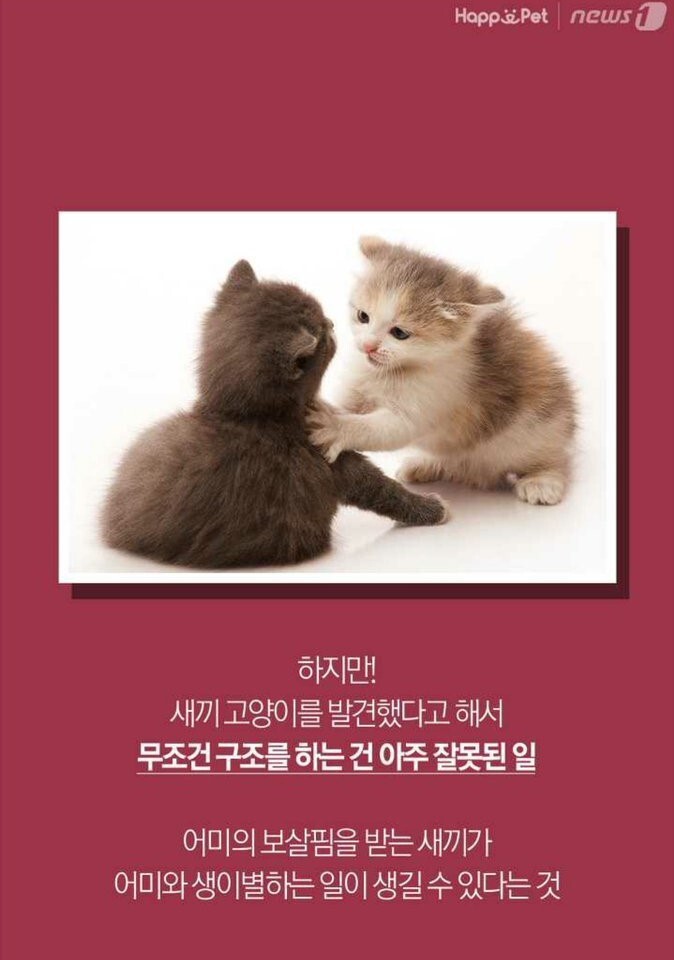 아기고양이 함부로 냥줍하면 안되는이유 | 인스티즈