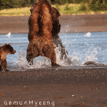 먹이를 뺏으려는 다른 곰과 싸우사회적 거리두기 레전드.jpg와썹맨 출연한 유키카ㅋㅋㅋ 는 엄마곰 | 인스티즈