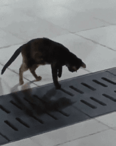 고양이의 집중력 | 인스티즈