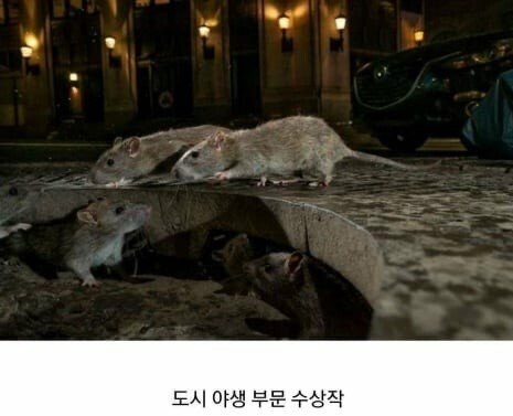 2019 야생 동물 사진 최우수상 모음 | 인스티즈