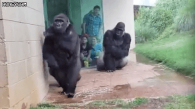 비 오는날 고릴라들 | 인스티즈