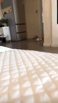 레이저 눌러달라는 보더콜리 댕댕이.gif | 인스티즈