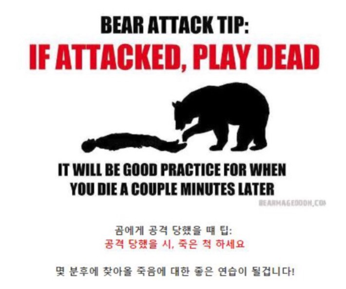 길가다 곰과 마주쳤을시 대처법 | 인스티즈