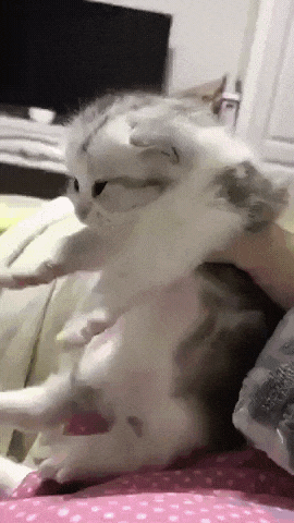 새끼 데려갈때 어미고양이 반응 | 인스티즈