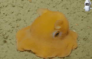 심해에 사는 귀여운 덤보문어...gif | 인스티즈