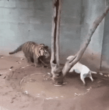 묶여있는 어린 호랑이와 들이대는 핏불.gif (혐오주의) | 인스티즈
