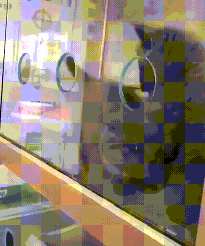 고양이 : 내가 못 나갈줄 알았니?.gif | 인스티즈