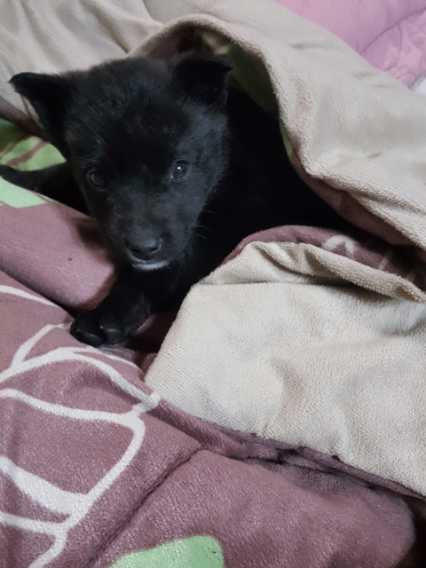곰 같이 생긴 강아지 | 인스티즈