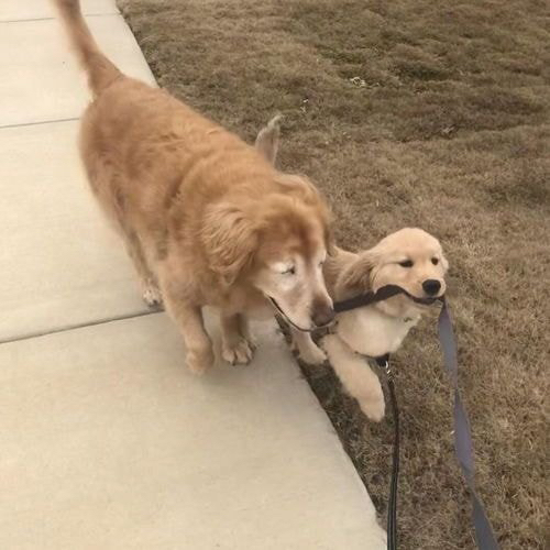 앞이안보이는 인절미를 도와주는 인절미 | 인스티즈