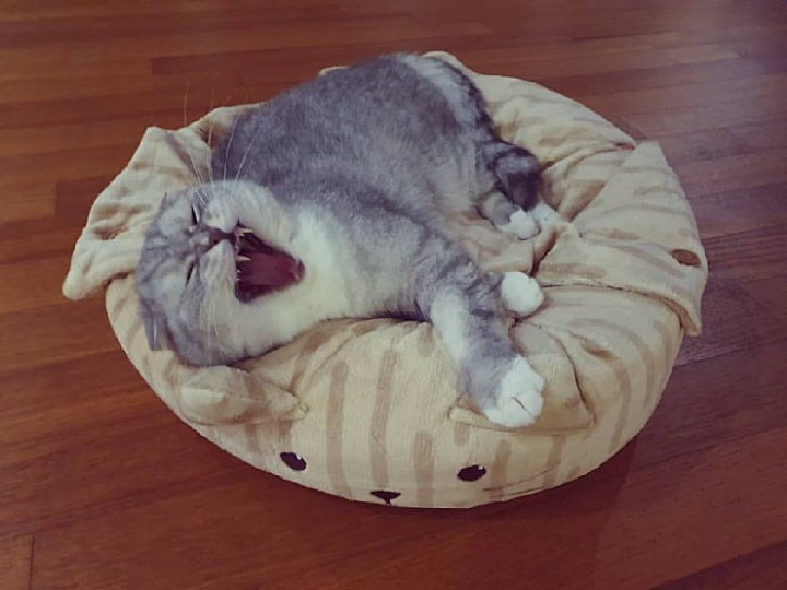 트위치 최고냥이 | 인스티즈