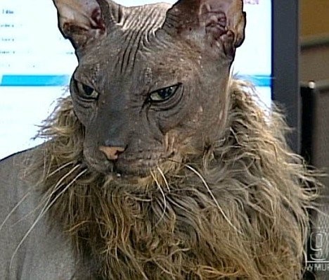 애완동물로 더 선호하는 것은? 강아지 vs 고양이 | 인스티즈