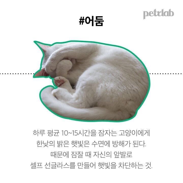 고양이가 잘때 발로 얼굴을 가리는 이유.JPG | 인스티즈
