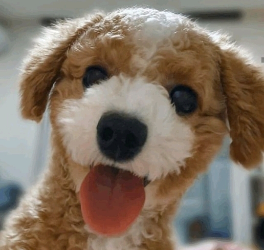 진짜같은 강아지 인형 | 인스티즈