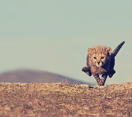 고양이과에서 나름 귀여운 맹수.jpg | 인스티즈