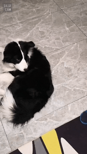 똑똑한 보더콜리 | 인스티즈