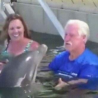 돌고래와 물장난 | 인스티즈