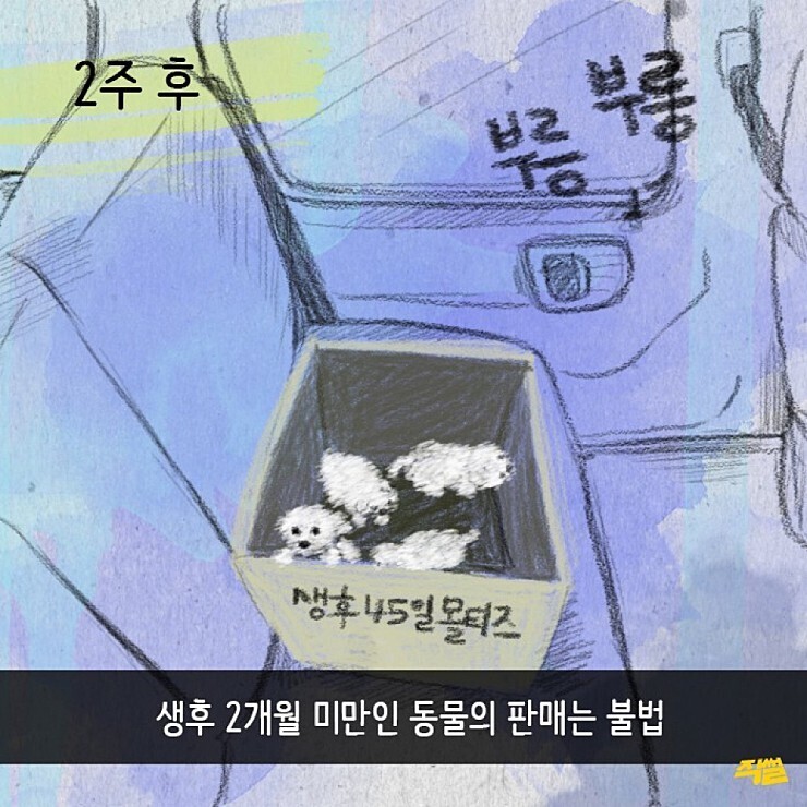 애견샵의 불편한 진실.jpg | 인스티즈