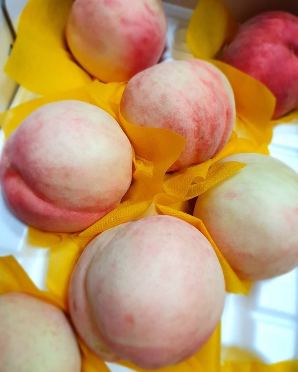 딱딱복숭아 품는다 vs ㄴㄴ | 인스티즈