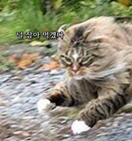 고양이 사냥에 나선 여우 | 인스티즈