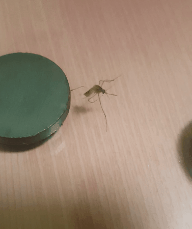 모기 새끼 다양하게 고문하는 모기 갤러리.jpgif | 인스티즈