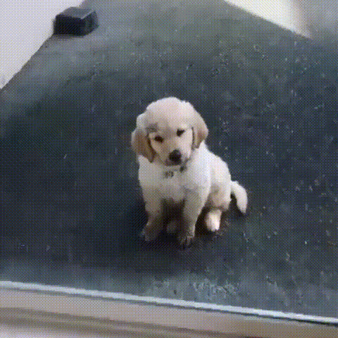 골든 리트리버 댕댕이가 집에서 쫓겨난 이유.gif | 인스티즈