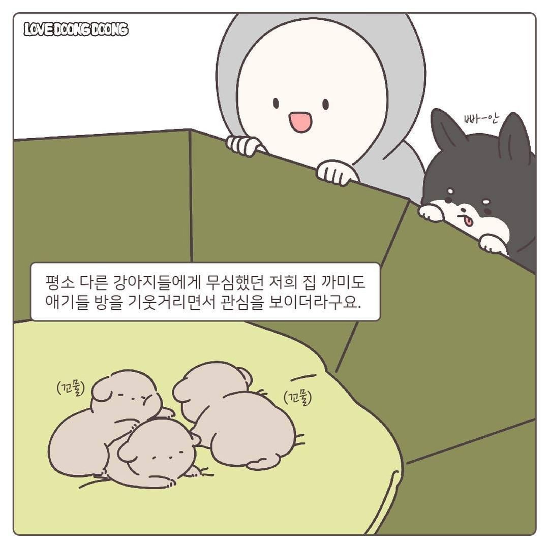 태어나서 처음 잔소리를 들은 댕댕이.jpg | 인스티즈