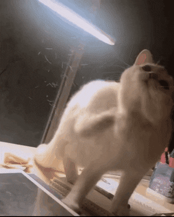 고양이 키우고 싶은사람 필독.gif | 인스티즈