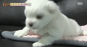 아니.. 음식물 쓰레기통에서 강아지 우는 소리가 나는거에요 | 인스티즈