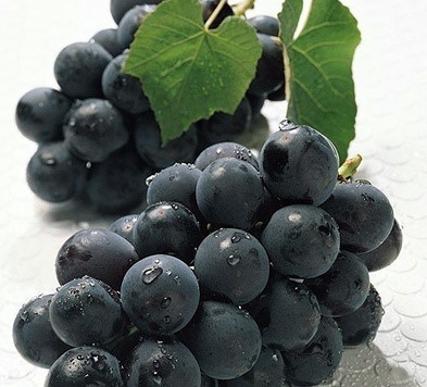 과일 대표 5대장 JPG | 인스티즈