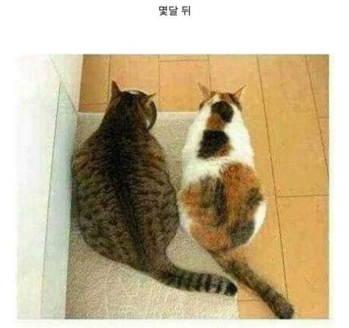 뚱냥이 다이어트 시키려고 친구데려옴 | 인스티즈