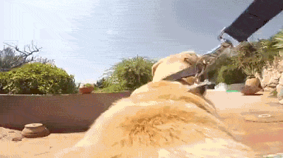 주인 허락맡고 놀러가는 댕댕이 | 인스티즈