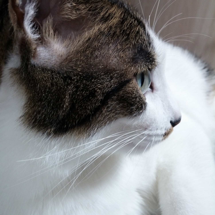 고양이들의 눈동자 | 인스티즈